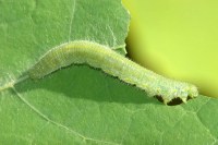 larvskydd-fjarilslarver-1